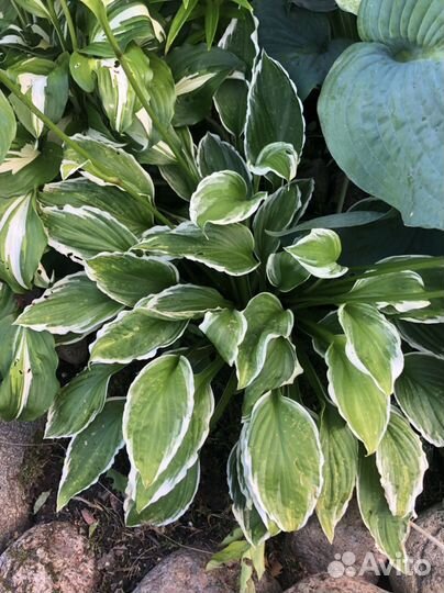 Хоста- 7 видов