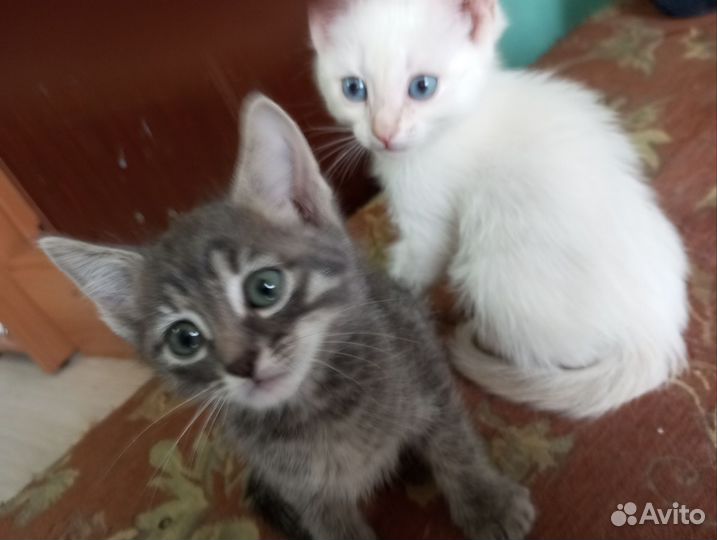 Котята в добрые руки бесплатно