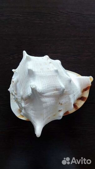 Кассис карнута 10'