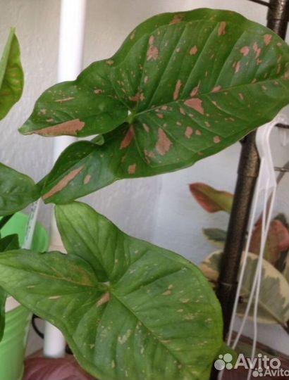 Сингониумы в ассортименте