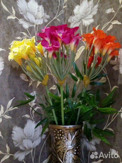 Фрезия цветы интерьерные