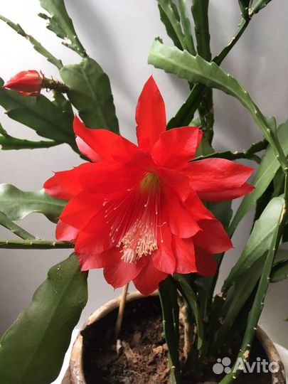 Комн цветы разные