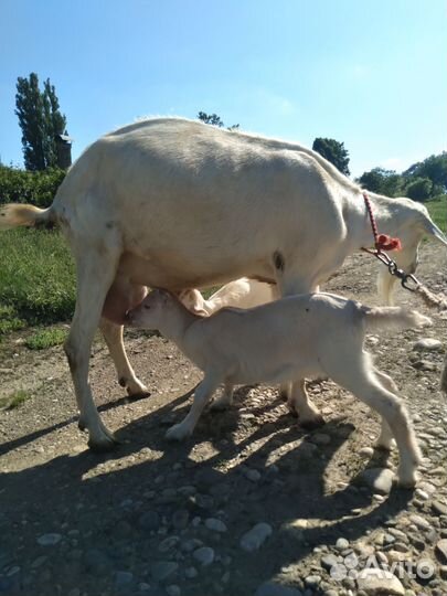 Козы и козлята