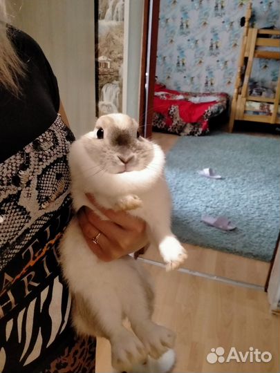 Кролик с клеткой