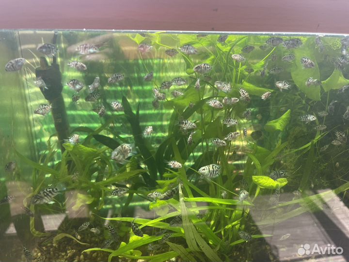 Рыбка сапфировый попугай