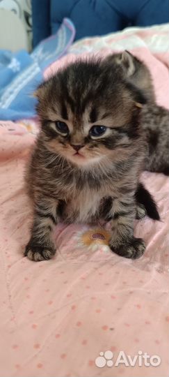 Шотландские вислоухие котята и прямоухие