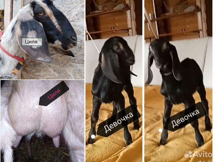 Нубийские козлята