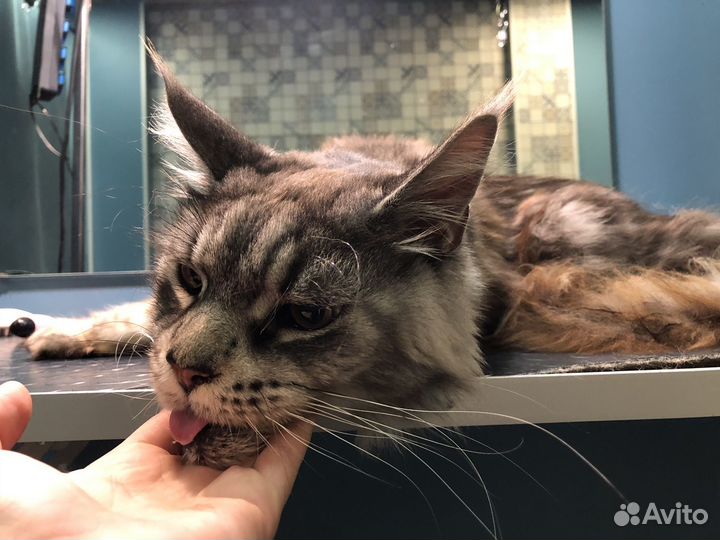 Груминг кошек