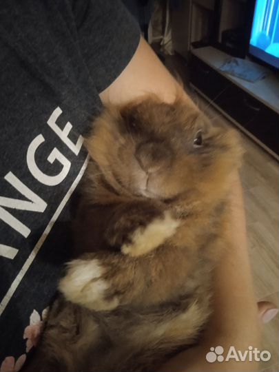 Ищем девочку для случки