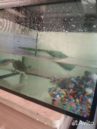 Аквариум с краснухой черепахой