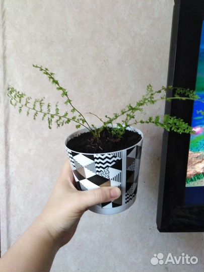 Монстера,викус али,замик равен