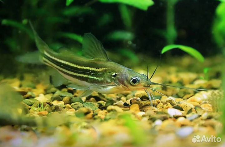 Сом мистус Mystus vittatus рыбки аквариумные