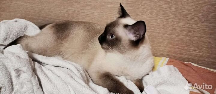 Вязка с тайской кошкой