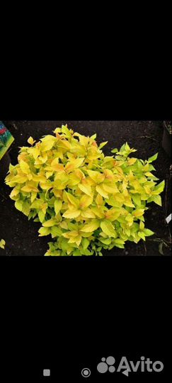 Спиреи яркие для бордюров и композиций