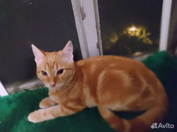 Кошки в добрые руки бесплатно