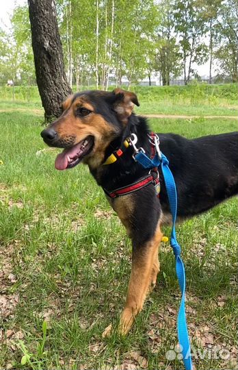 Собака очень тоскует в приюте