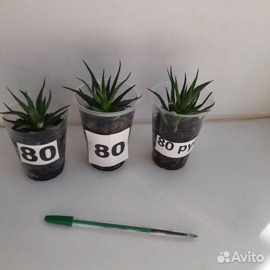 Хавортия Жемчужная