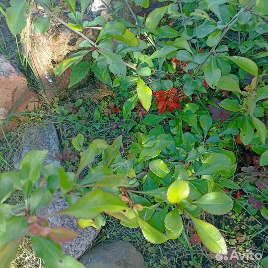 Айва японская