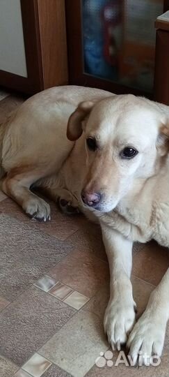 Собака в добрые руки отдам бесплатно