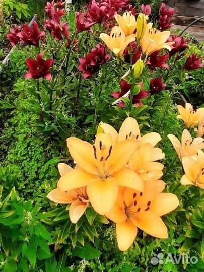 Продаю лилий азиатские зимостойкие 80р