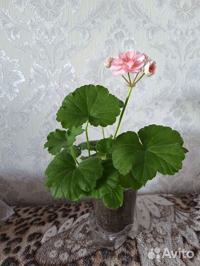 Пеларгония герань