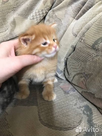 Предлагаю к бронированию котят Курильского бобтейл