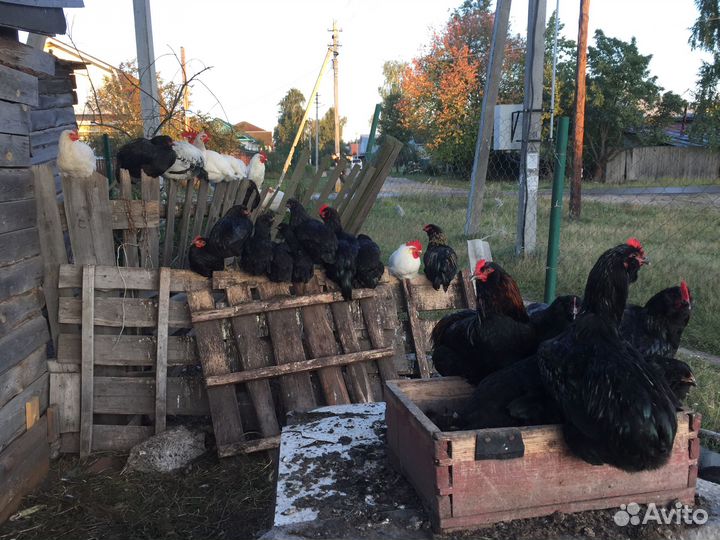 Куры молодки петушки леггорн джерси амераукана рчб