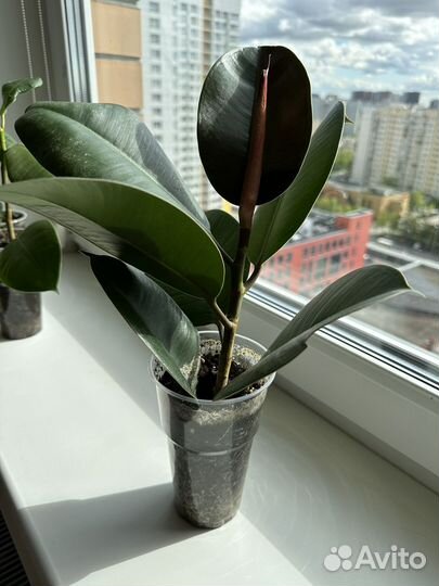 Фикус каучуконосный эластика