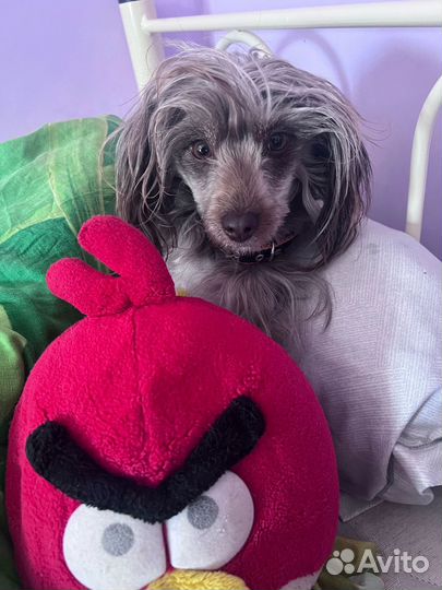 Той-пудель в добрые руки бесплатно