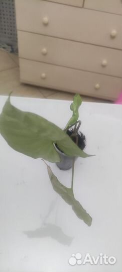 Сингониум White butterfly