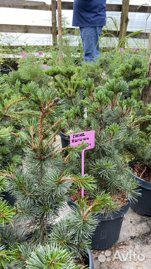 Сосна Негиши