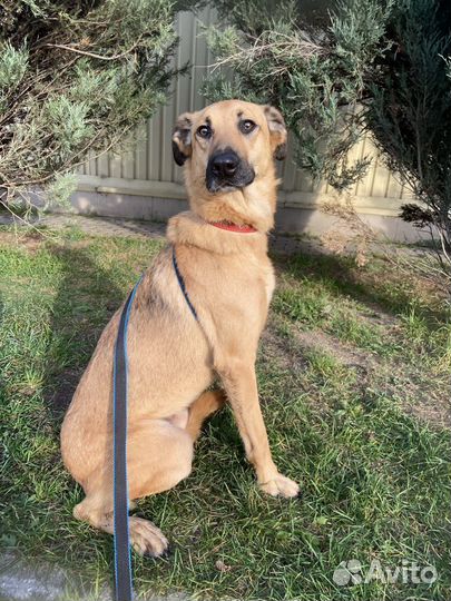 Басик в добрые руки