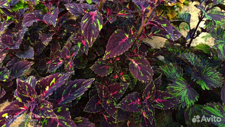 Колеусы.Часть 7