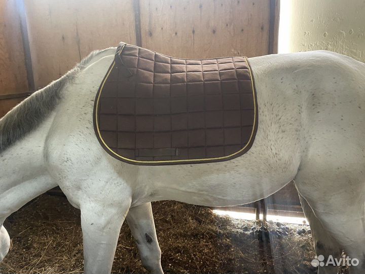 Вальтрап для лошади универсальный