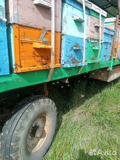 Мёд майский 2023 года