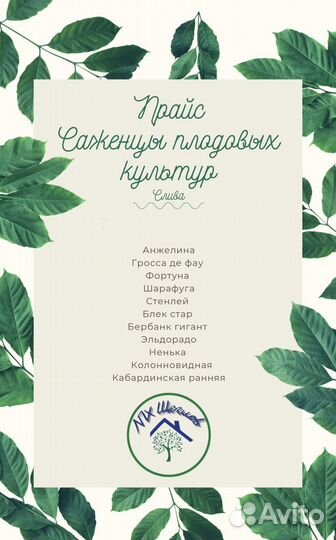 Саженцы плодовых деревьев