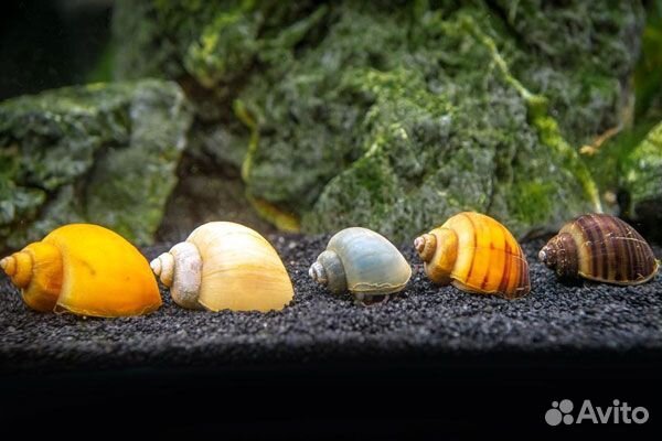 Улитка Ампулярия