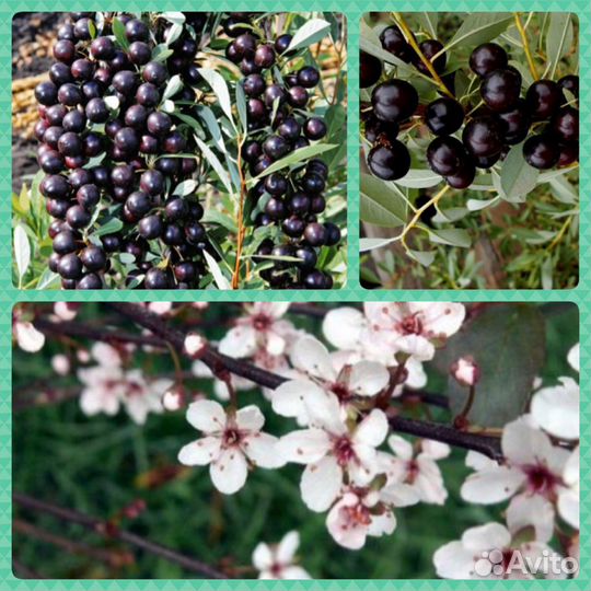 Вишнево сливовый гибрид Бессея