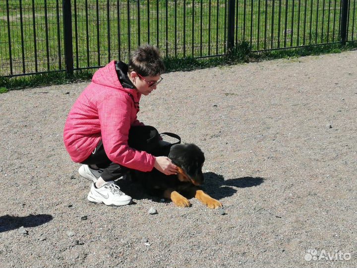 Дрессировка и обучение собак кинолог