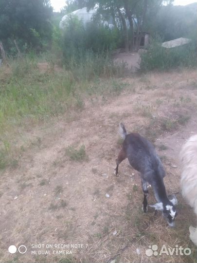 Продаются козлята