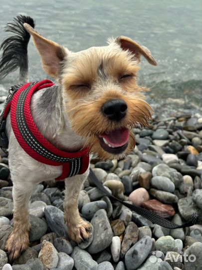 Случка собак