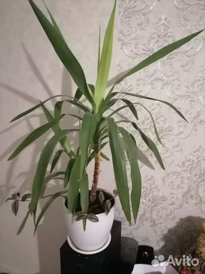 Пальма юкка