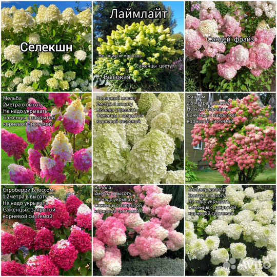Гортензия 13 видов