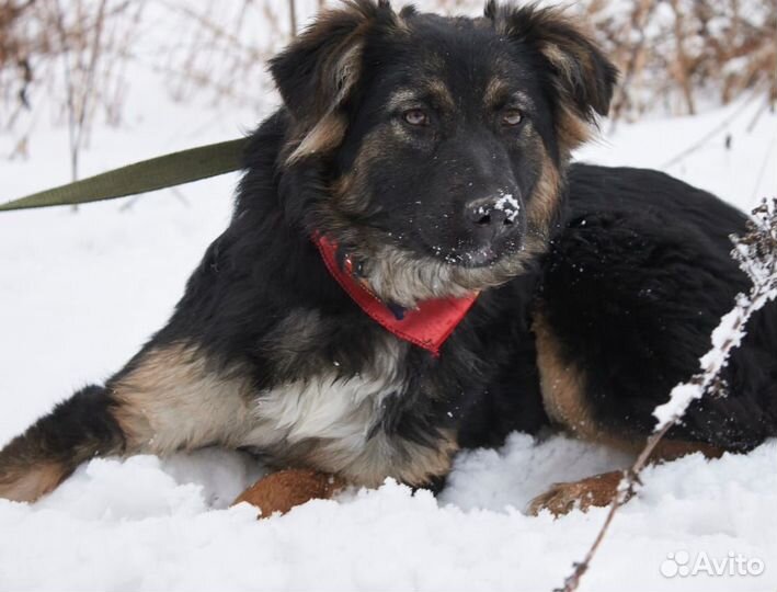 Собака подросток за решеткой без ласки