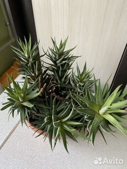 Хавортия полосатая