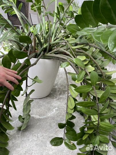 Замиокулькас денежное дерево