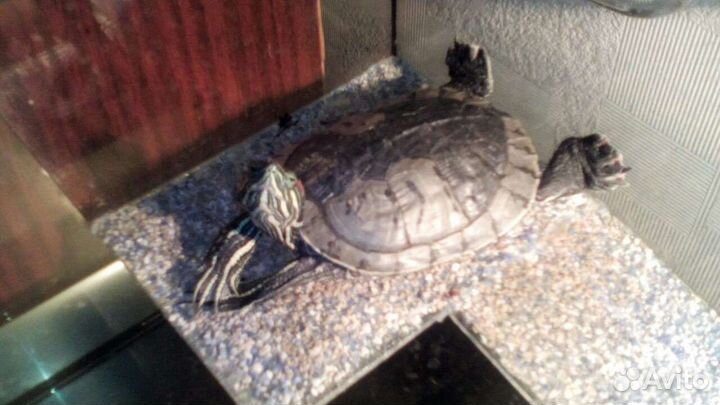 Красноухая черепаха с аквариумом