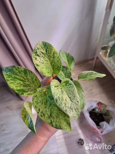 Сциндапсусы и эпипремнумы