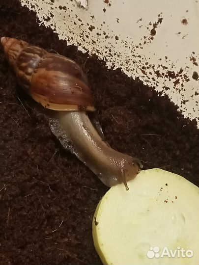 Улитки ахатины