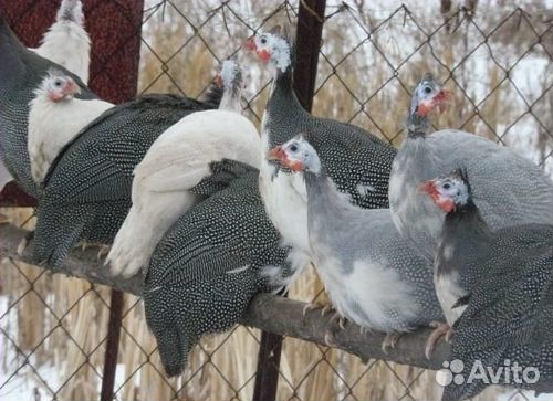 Цесарята Загорские белогрудые, вывод 8,19 и 27 авг